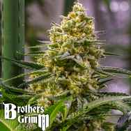 Brothers Grimm Seeds Cindy Haze